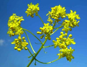 56f421162ec76_pastel